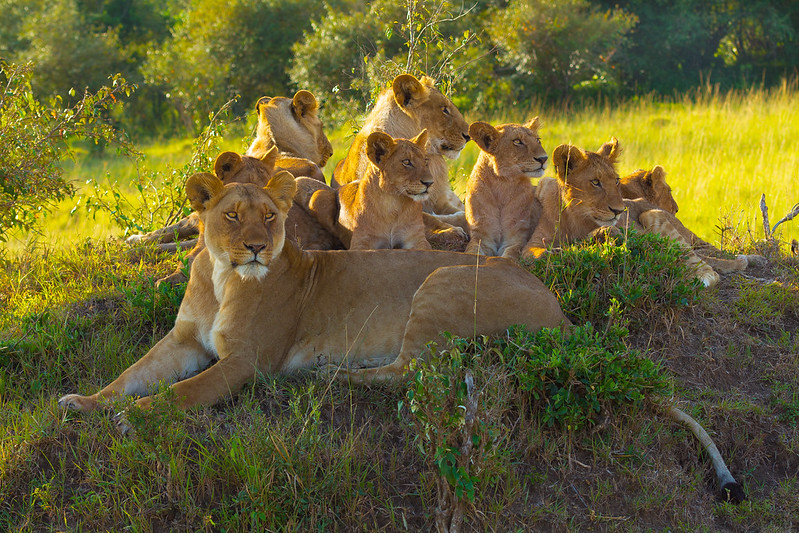 Natural parks in Kenya