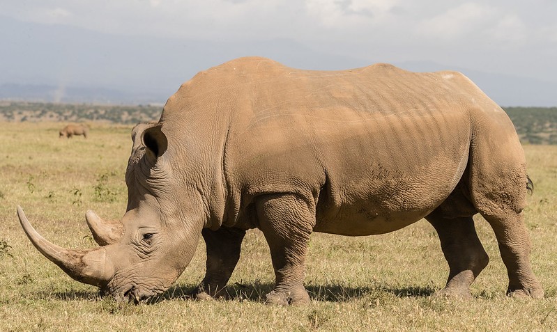 When is the best Time to Visit Kenya 